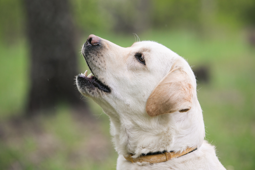 Yellow labrador retriever dog with pink nose look up on green nature background