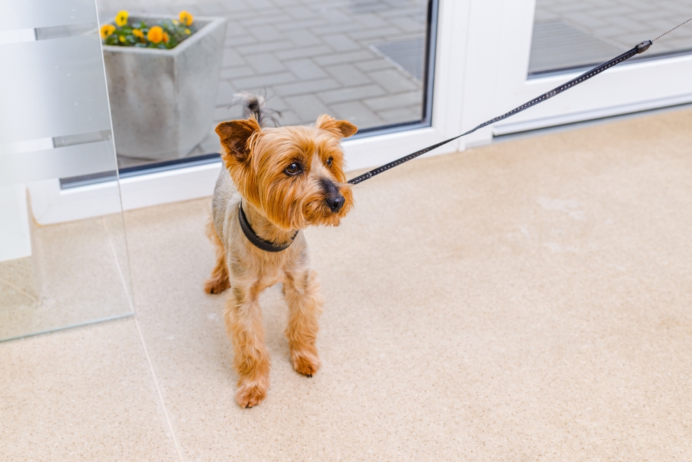 Yorkshire Terrier dog waiting in the waiting room at the vet