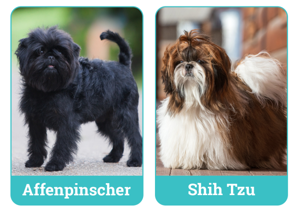 Parent Breed of Affen Tzu