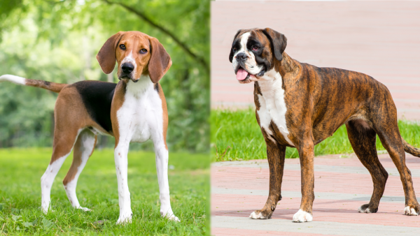 The Parent Breed American Foxhound Boxer Mix