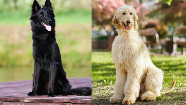 The Parent Breed of Afghan Sheepdog