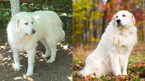 The Parent Breed of Akbash Pyrenees