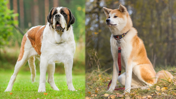 The Parent Breed of Akita Bernard