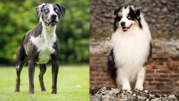 The Parent Breed of Catahoula Australian Shepherd Mix