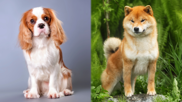 The Parent Breeds of Cava Inu Mix