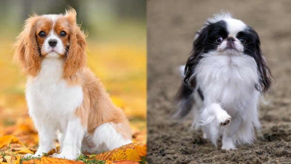 The Parent Breeds of Cavachin Breed