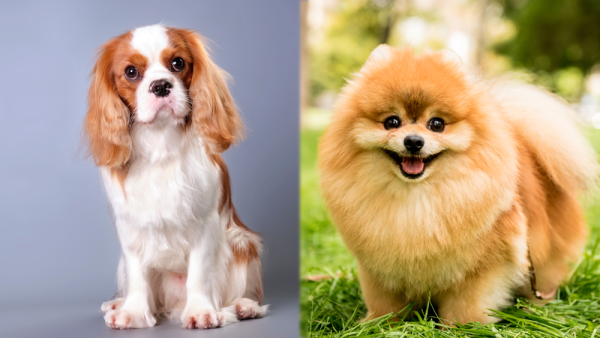 The Parent Breeds of Cavapom Mix