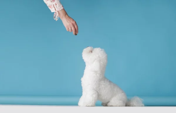 bichon frise puppy being trained with a dog treat