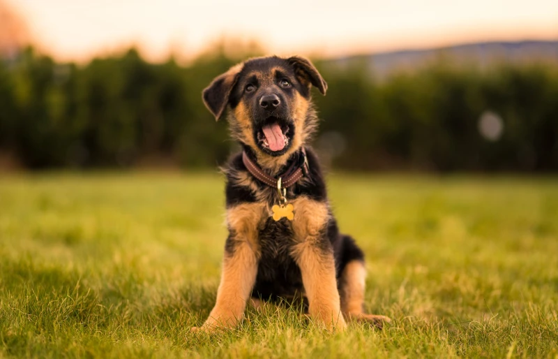 german shepherd puppy dog sitting on the grass