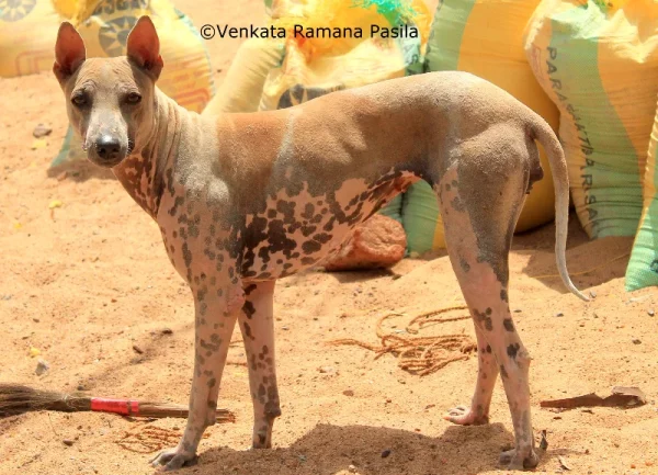 Jonangi dog