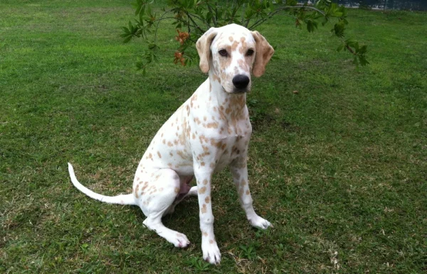 Lemon Dalmatian