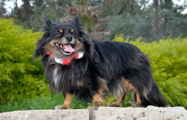 papitese or papillon maltese mixed breed dog with its tongue out outdoors