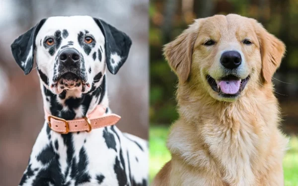 Parent breeds of the Goldmatian (Dalmatian Golden Retriever Mix) - Featured Image