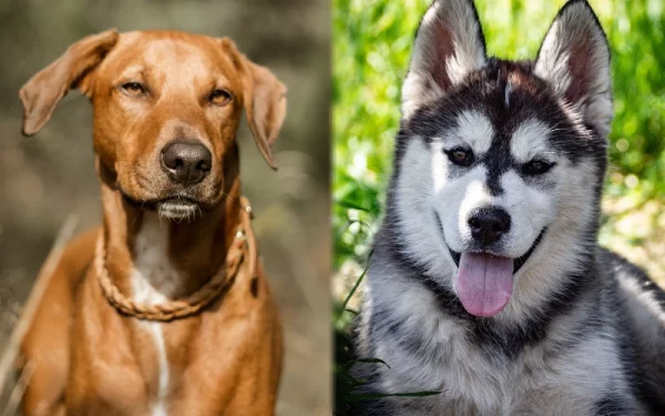 Parent breeds of the Rhodesian Husky Mix