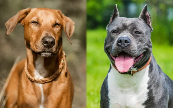 Parent breeds of the Rhodesian Staffordshire Terrier Mix