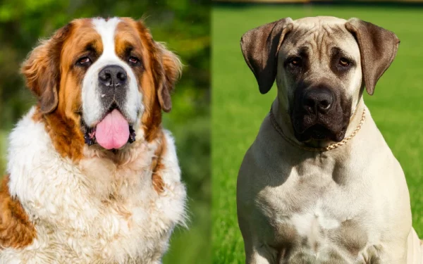 Parent breeds of the Saint Bermastiff