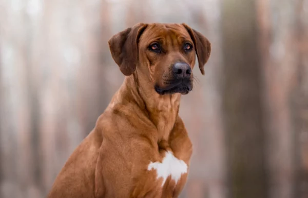 Rhodesian Ridgeback dog outdoors