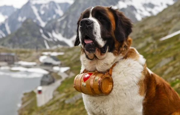 saint bernard dog